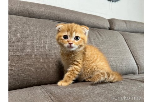 販売中の茨城県のスコティッシュフォールド(折れ耳)-120514の4枚目